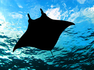 Dive with Manta Rays